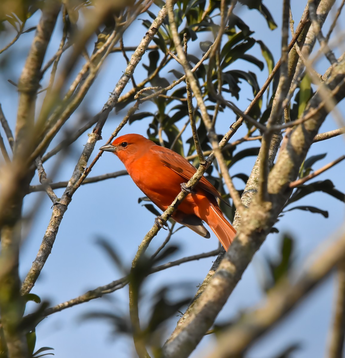 Hepatic Tanager (Lowland) - ML620550233
