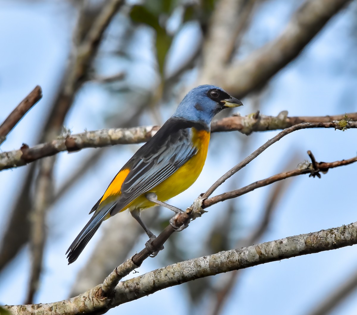 Blue-and-yellow Tanager - ML620550235