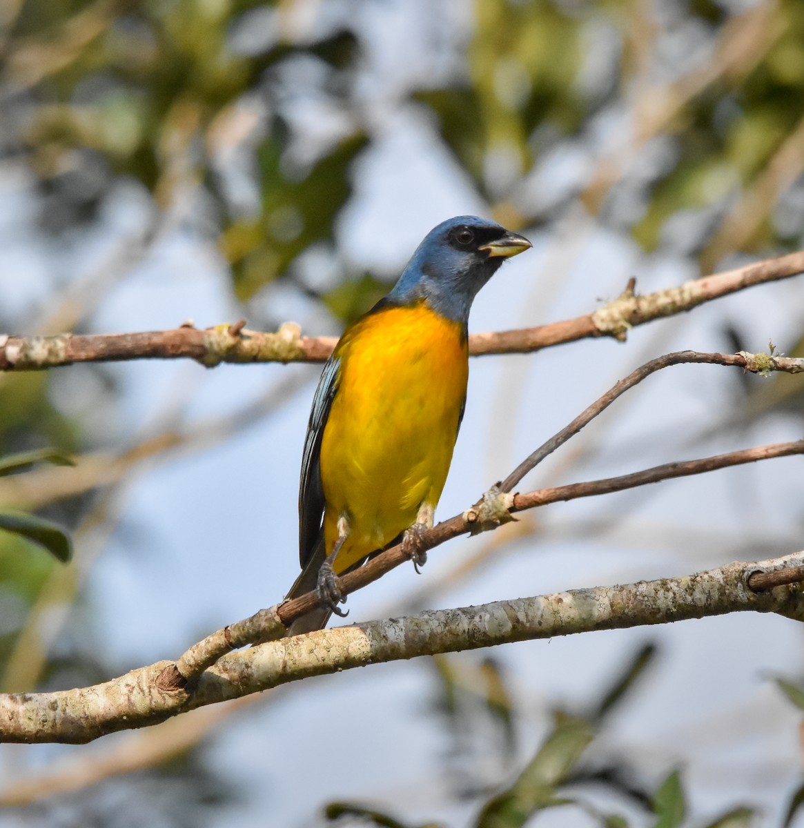 Blue-and-yellow Tanager - ML620550236