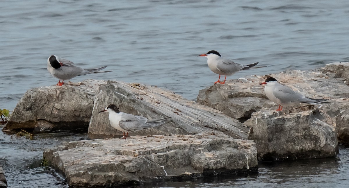 Common Tern - ML620550237