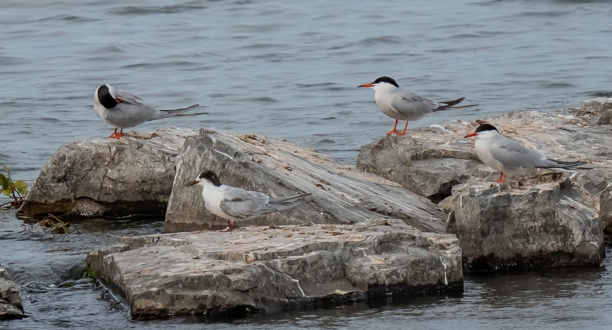 Common Tern - ML620550238