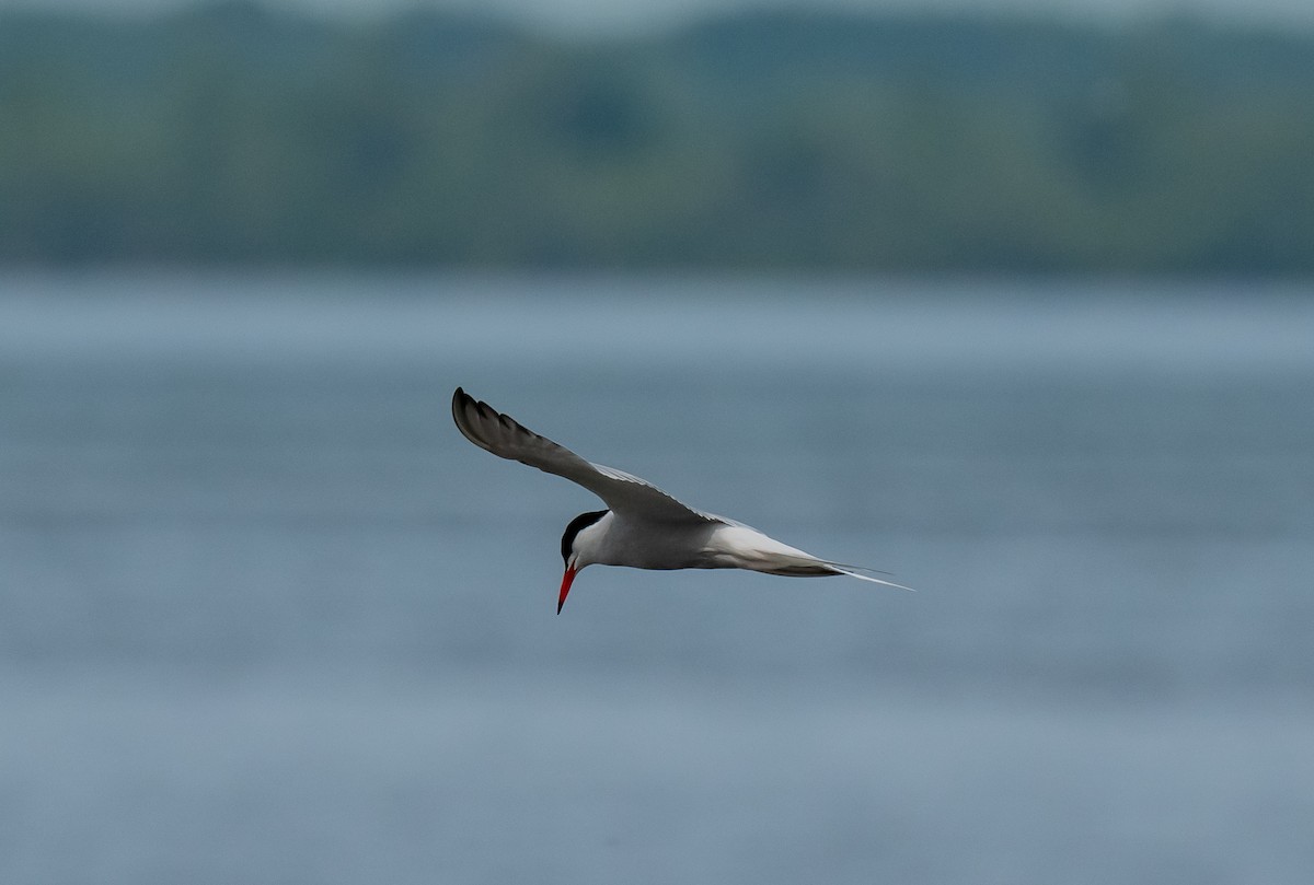 Common Tern - ismael chavez