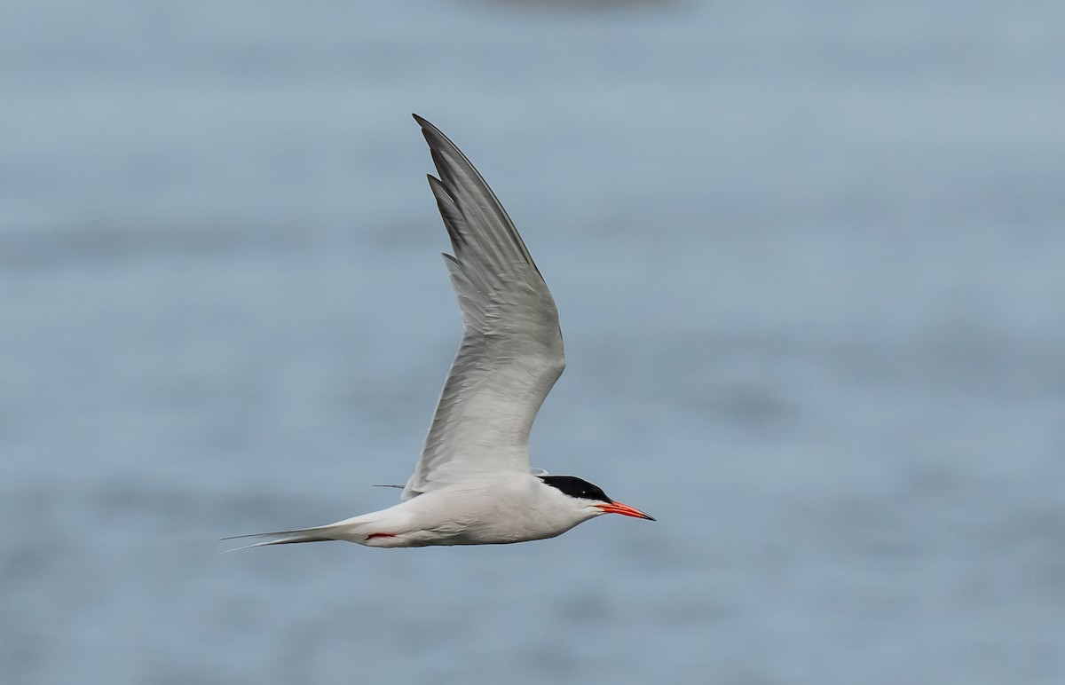 Common Tern - ML620550241