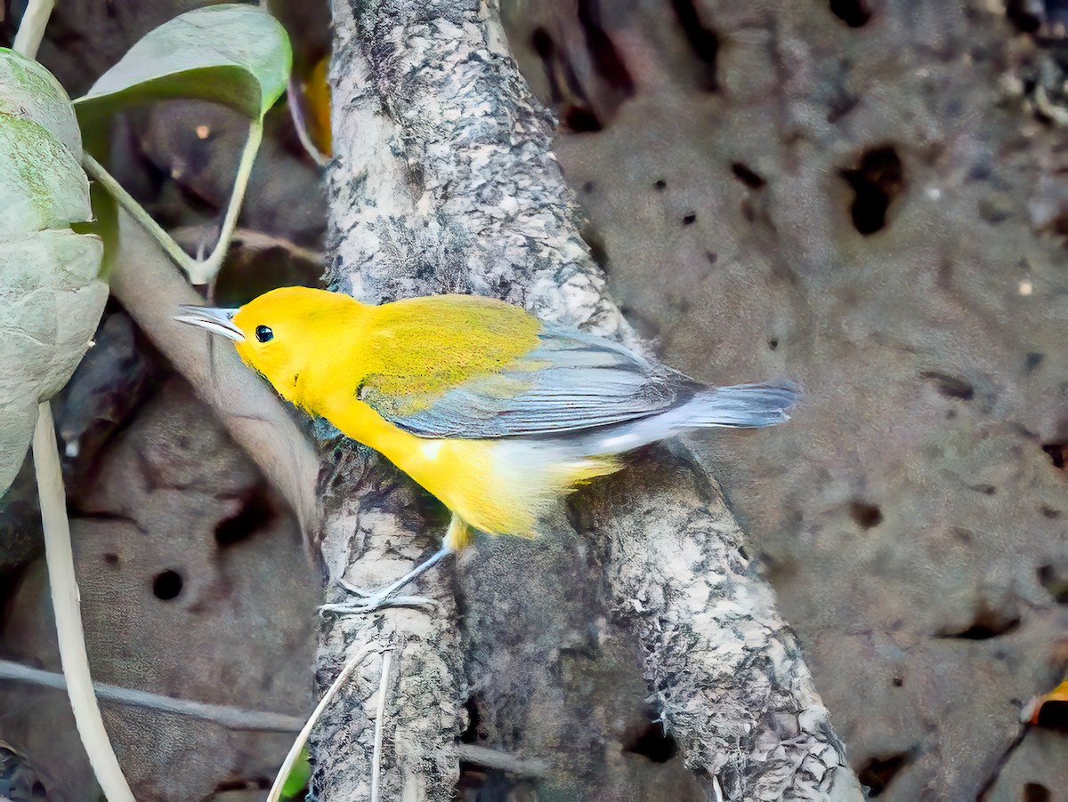 Prothonotary Warbler - ML620550242