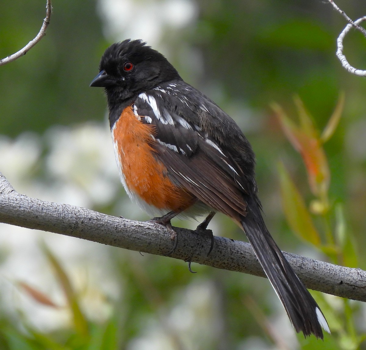 Spotted Towhee - ML620550243