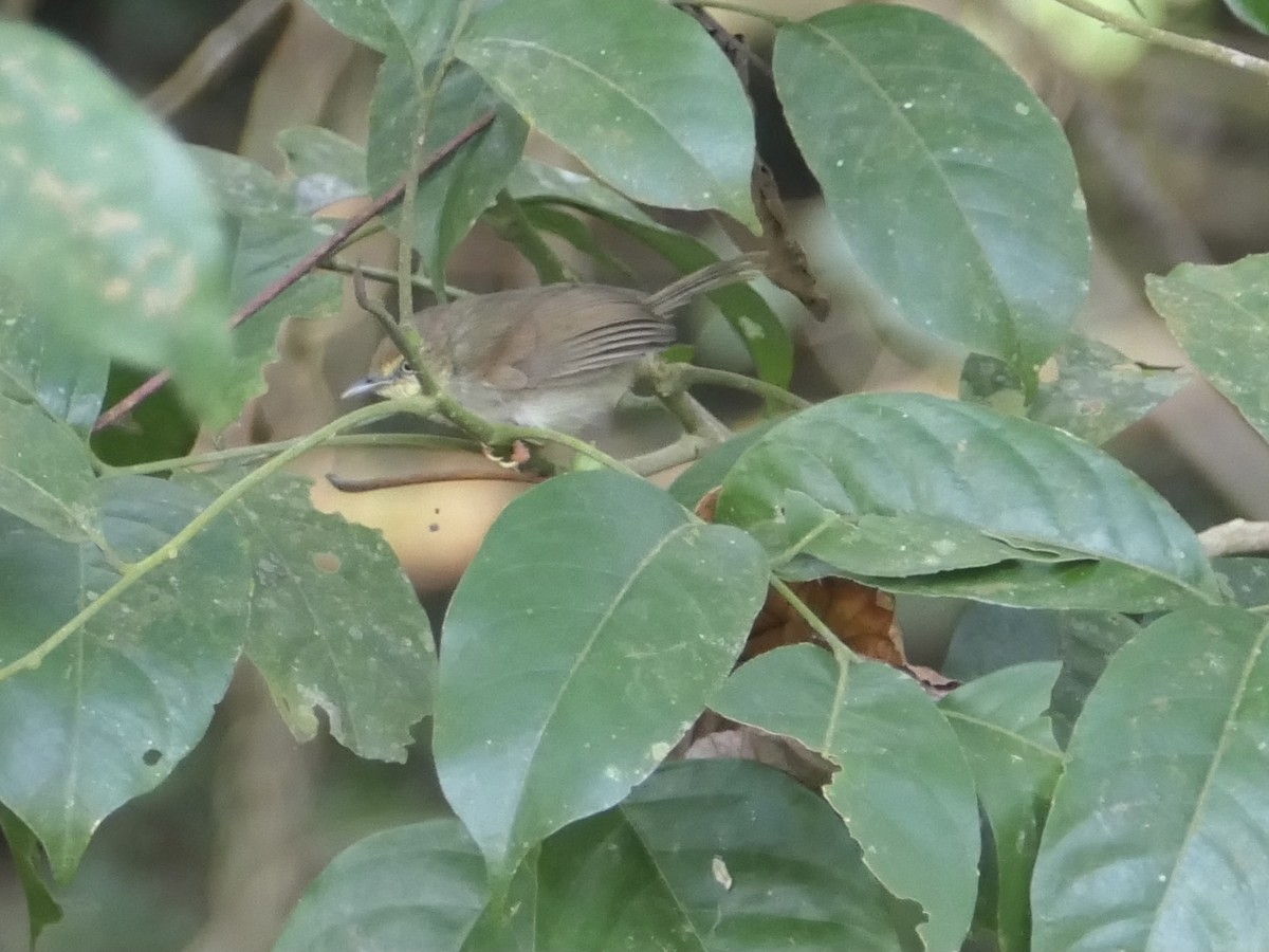 Mosquitero Boreal - ML620550245