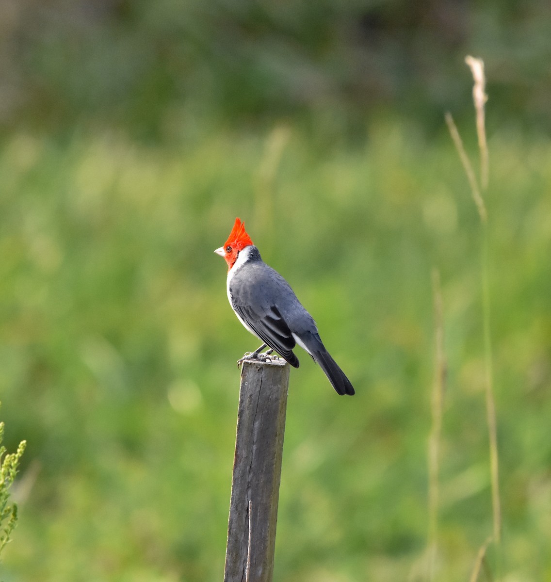 Red-crested Cardinal - ML620550246