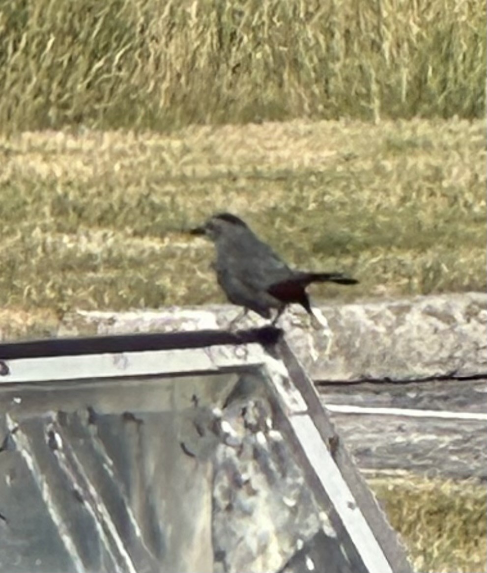 Gray Catbird - ML620550248