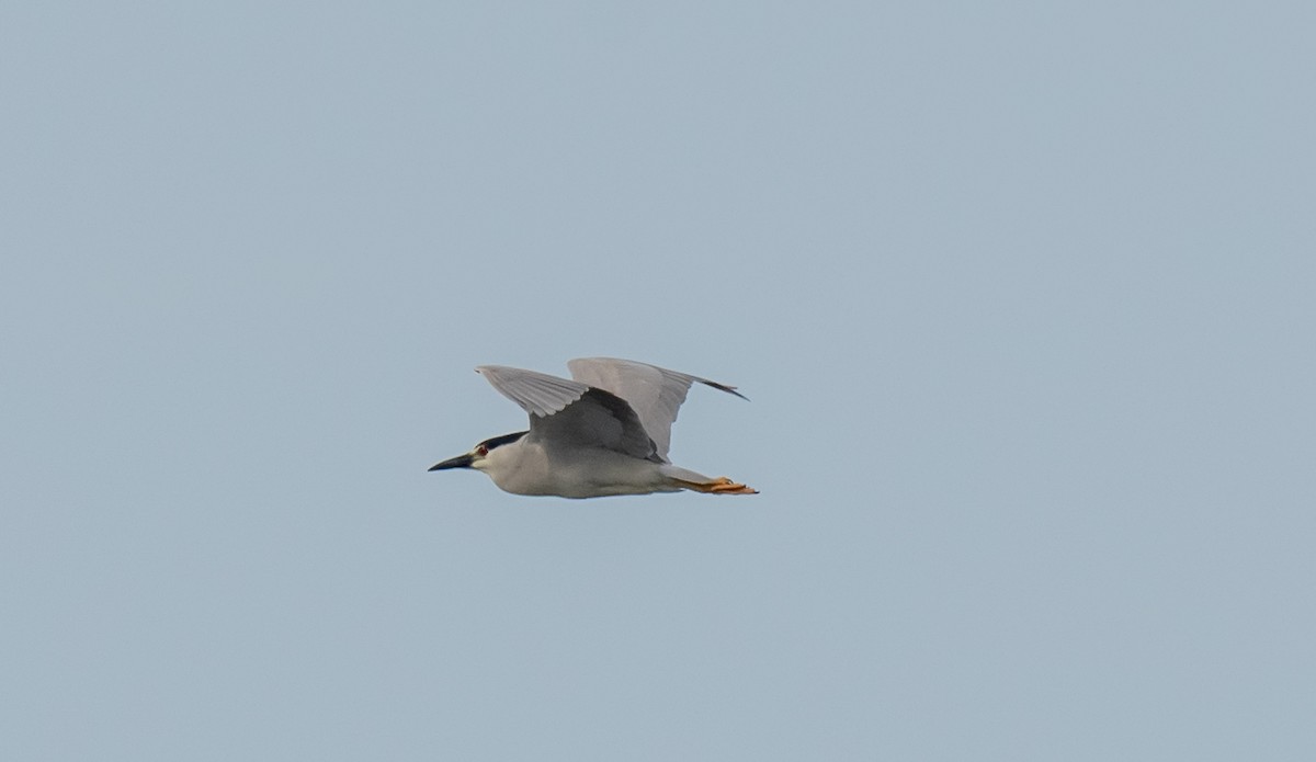 Black-crowned Night Heron - ML620550249