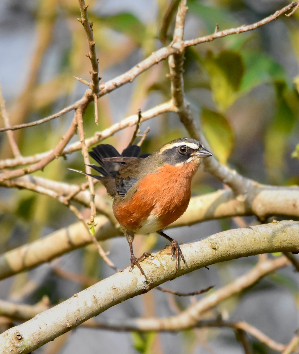 Black-and-rufous Warbling Finch - ML620550251