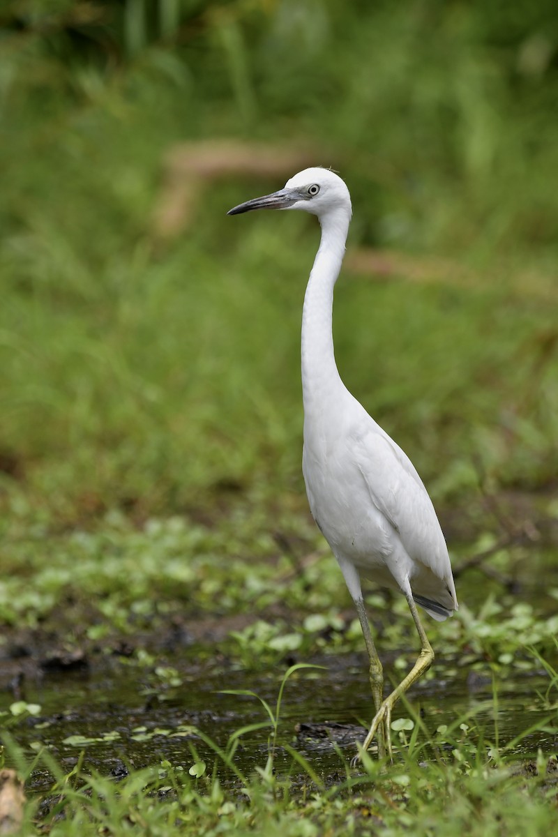 Little Blue Heron - ML620550252