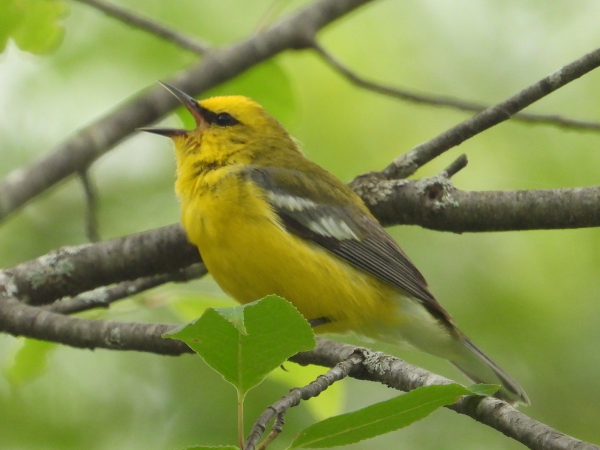 Blue-winged Warbler - ML620550256