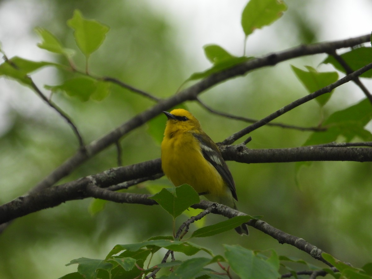 Blue-winged Warbler - ML620550259