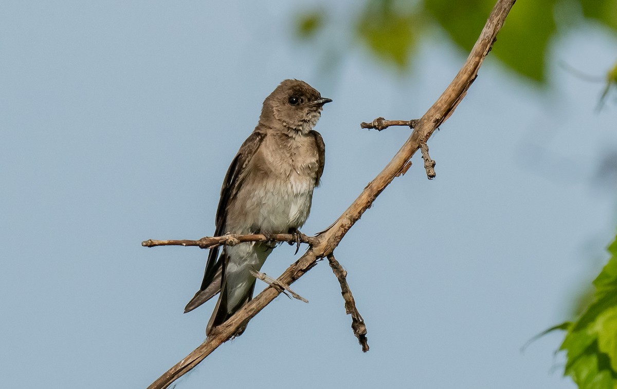 Northern Rough-winged Swallow - ismael chavez