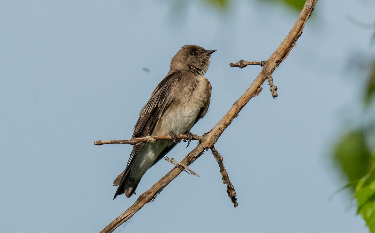 Northern Rough-winged Swallow - ML620550261