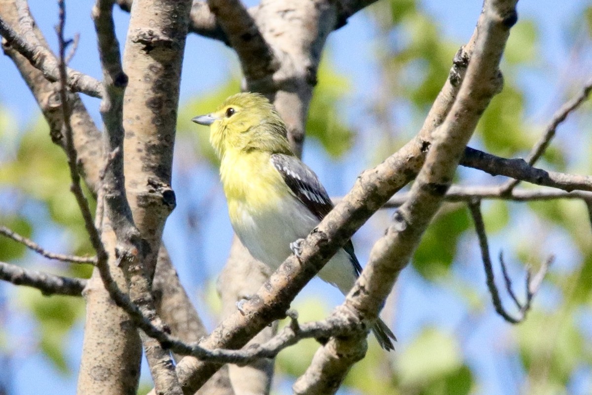 Yellow-throated Vireo - ML620550275