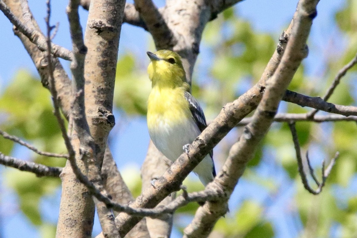 Yellow-throated Vireo - ML620550282