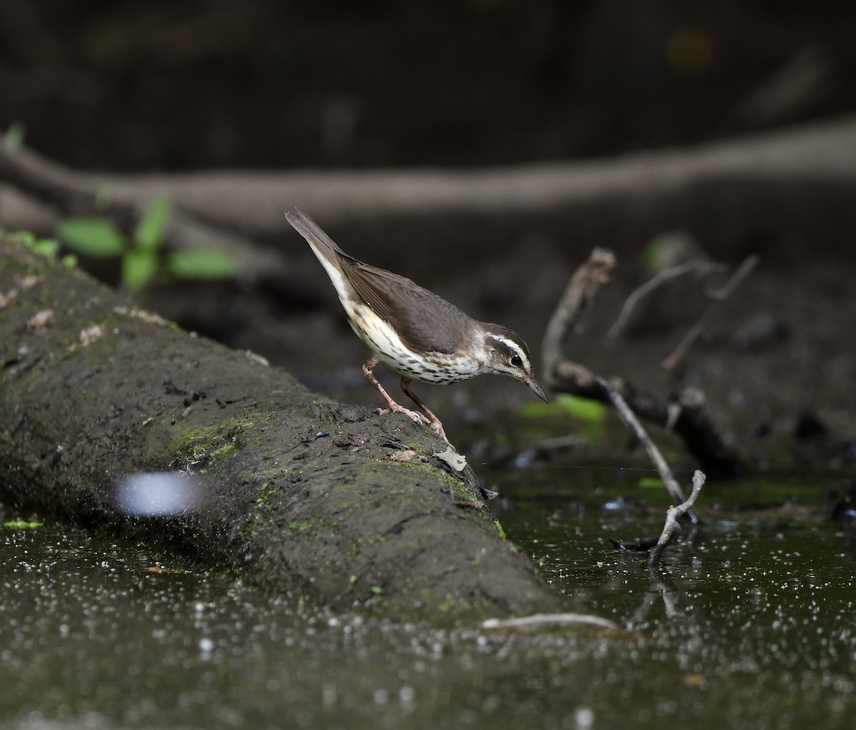 Louisiana Waterthrush - ML620550283