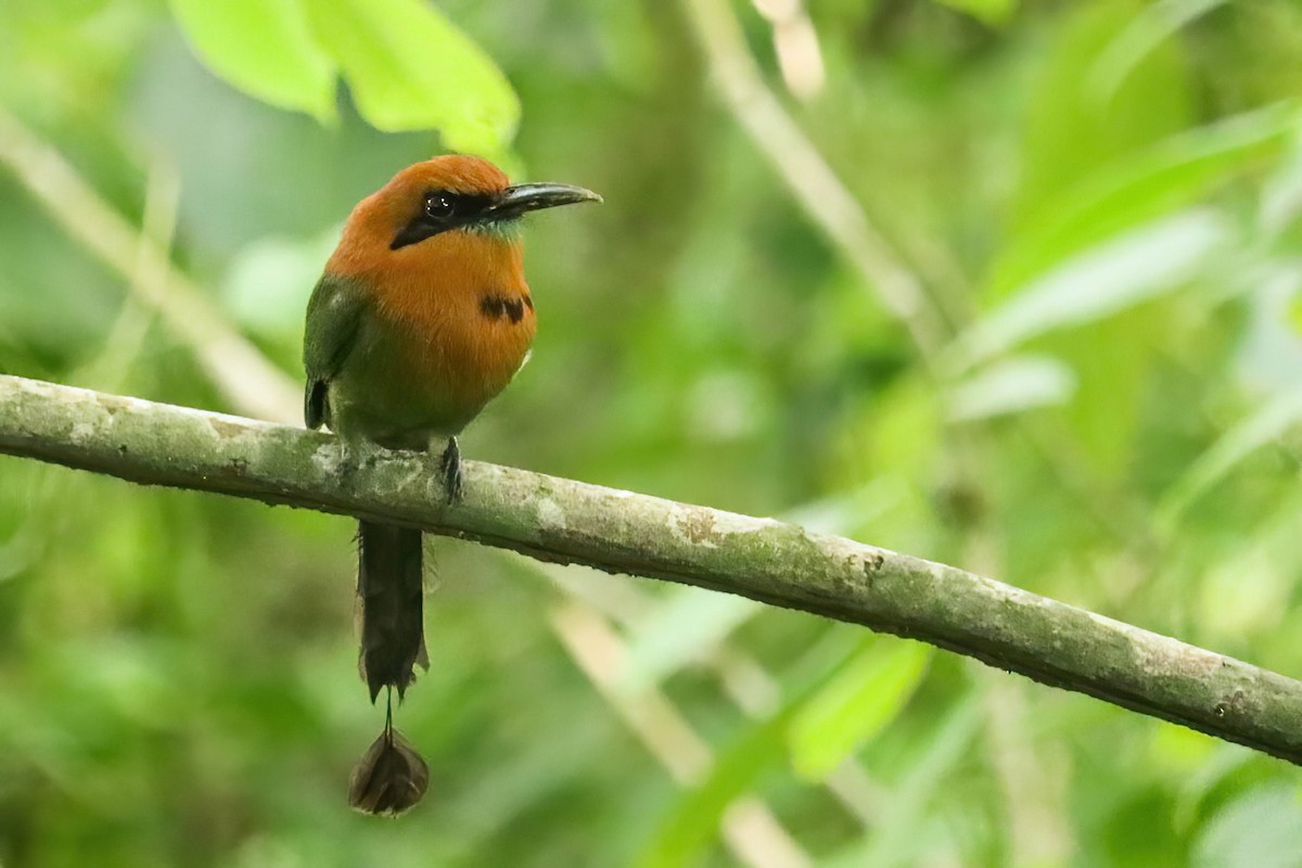 Broad-billed Motmot - ML620550290