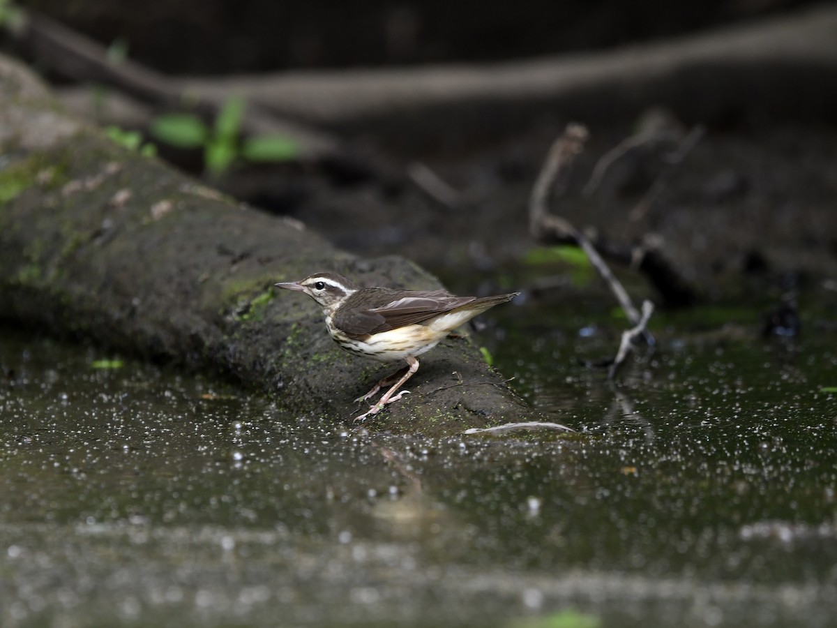 Louisiana Waterthrush - Paul Nielson