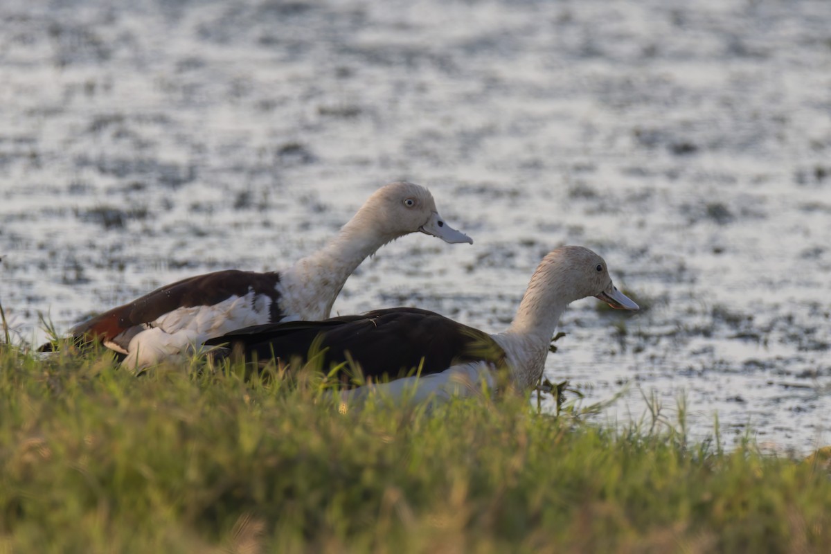 Radjah Shelduck - Andreas Heikaus