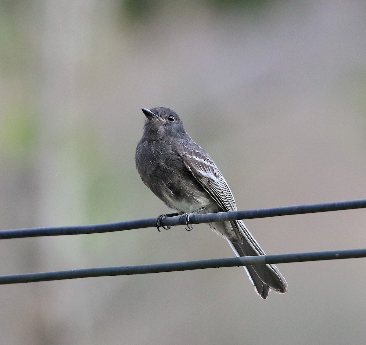 Black Phoebe (White-winged) - Richard Greenhalgh