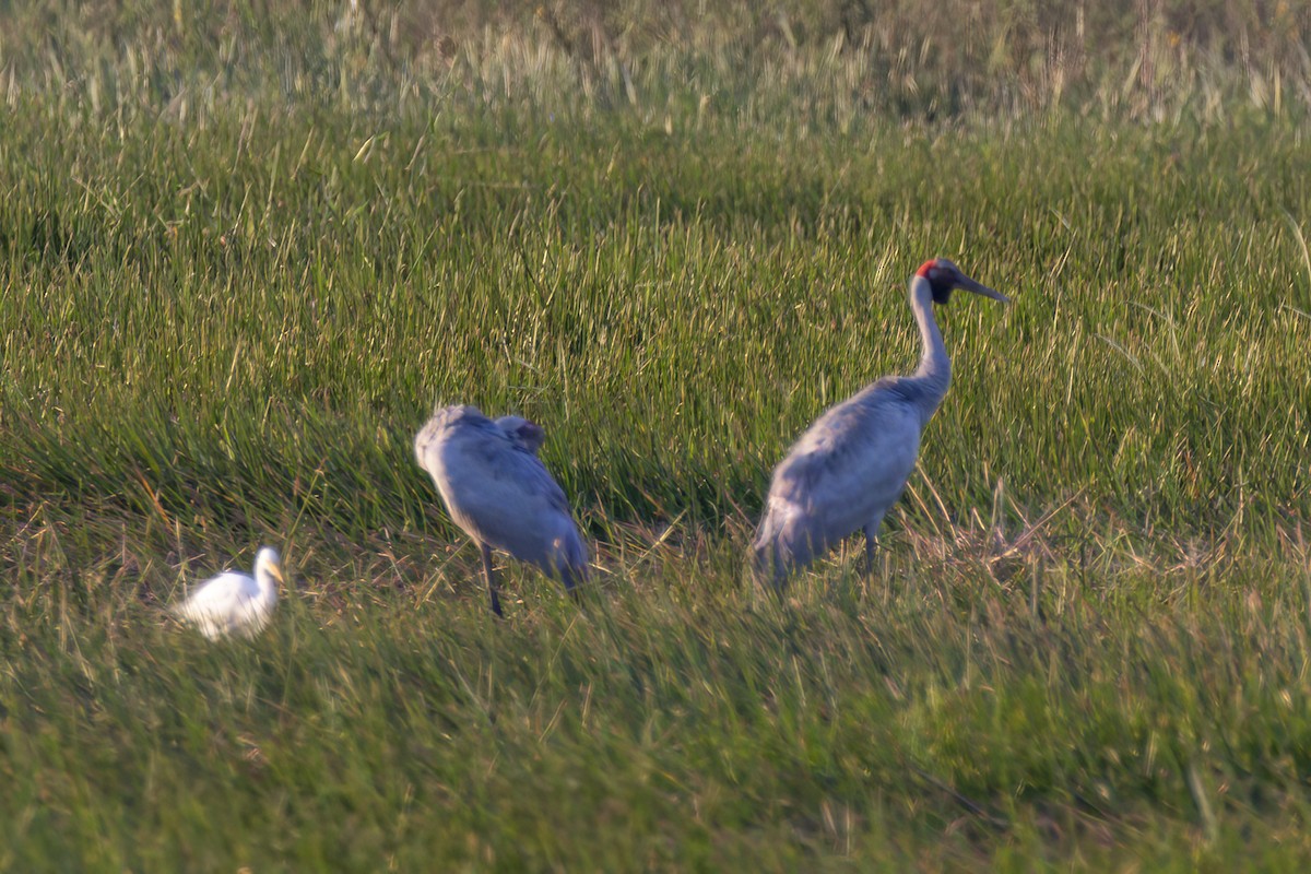 Grue brolga - ML620550302