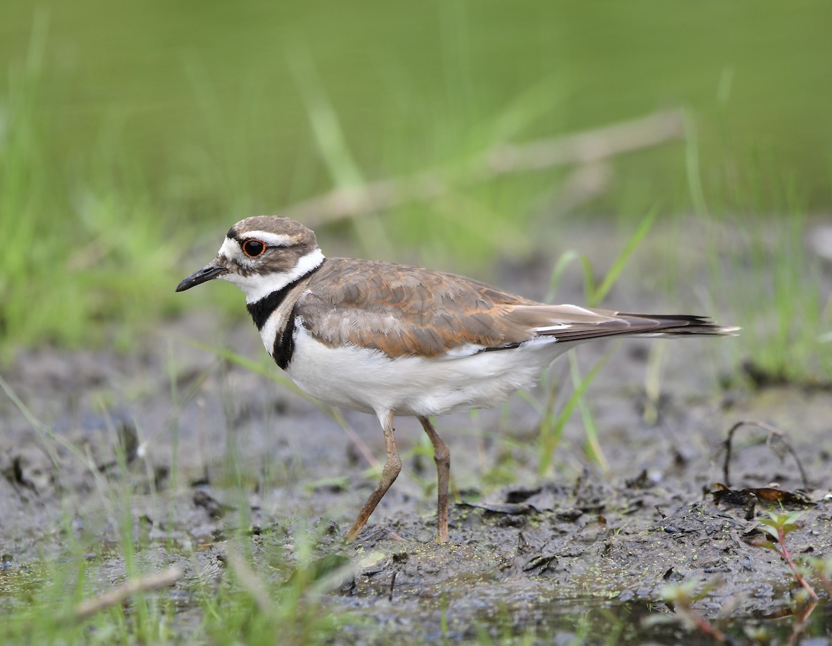 Killdeer - ML620550306