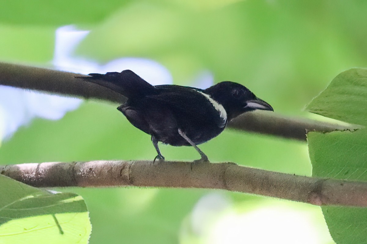 White-shouldered Tanager - ML620550313
