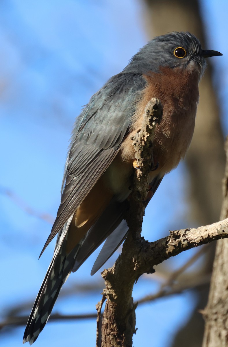 Fan-tailed Cuckoo - ML620550322