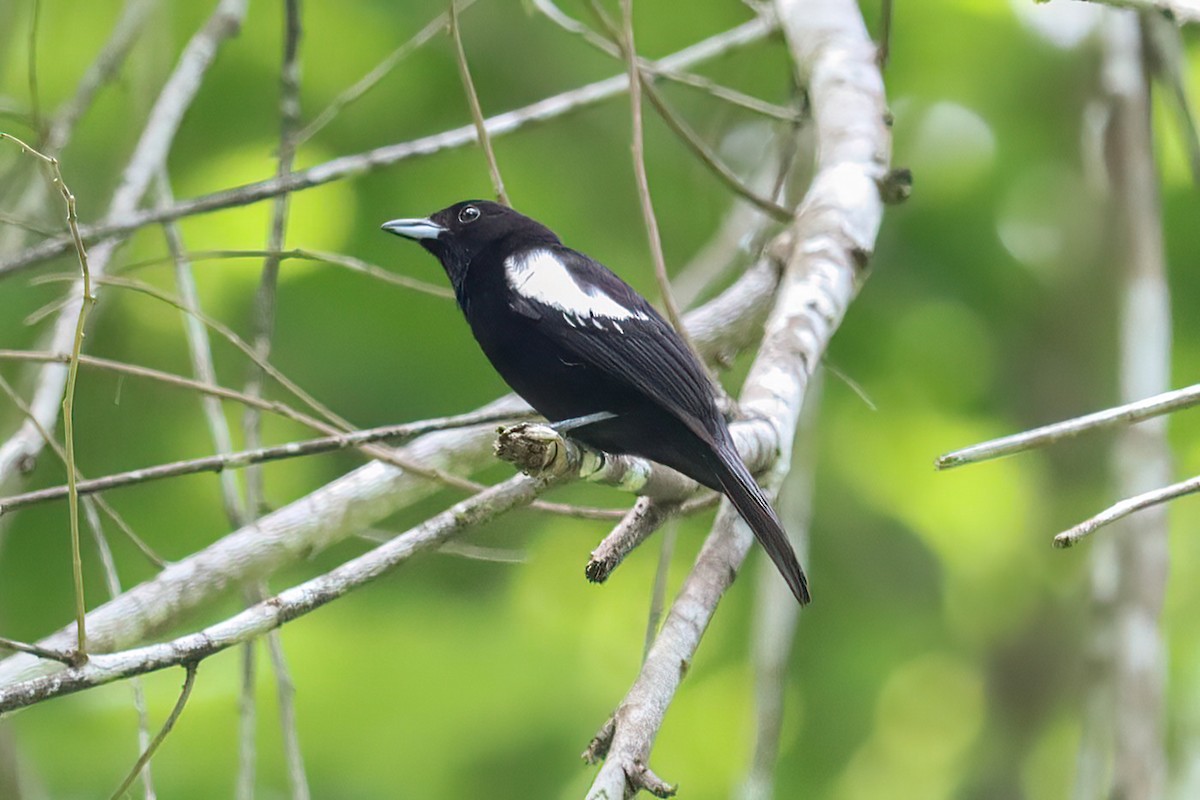 White-shouldered Tanager - ML620550323