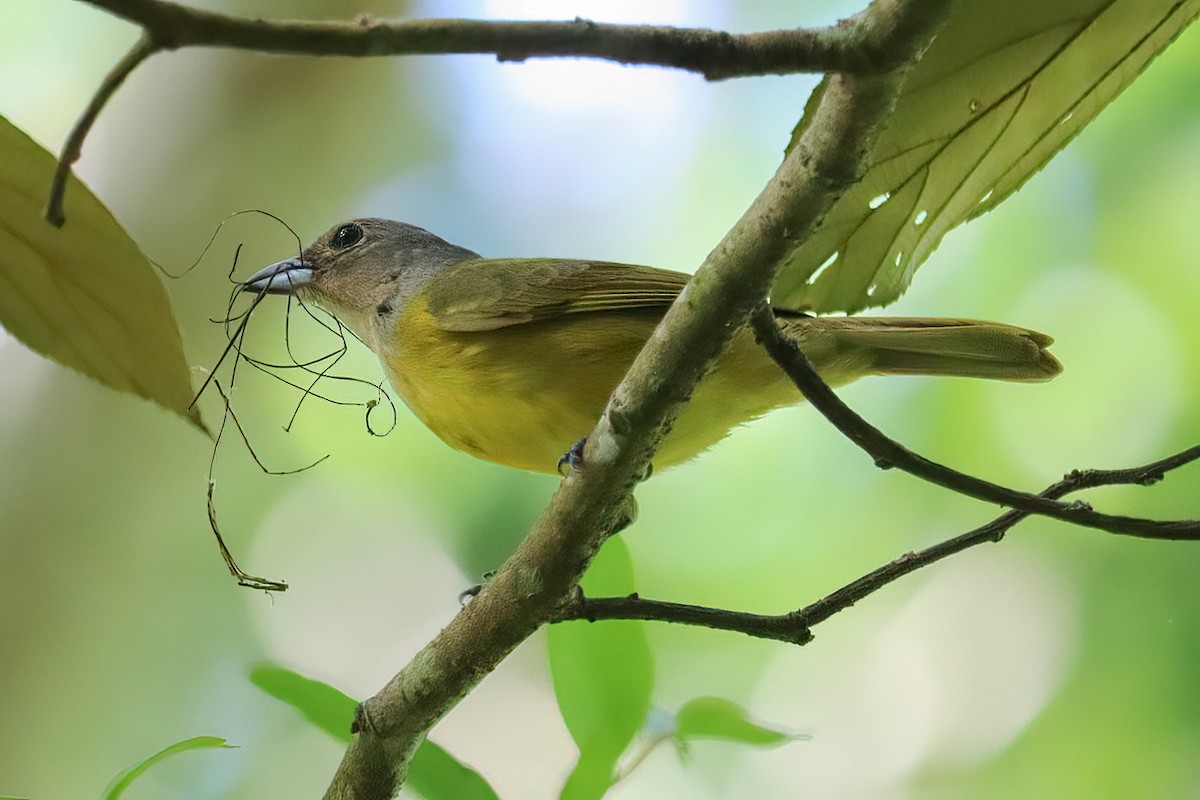 White-shouldered Tanager - ML620550327