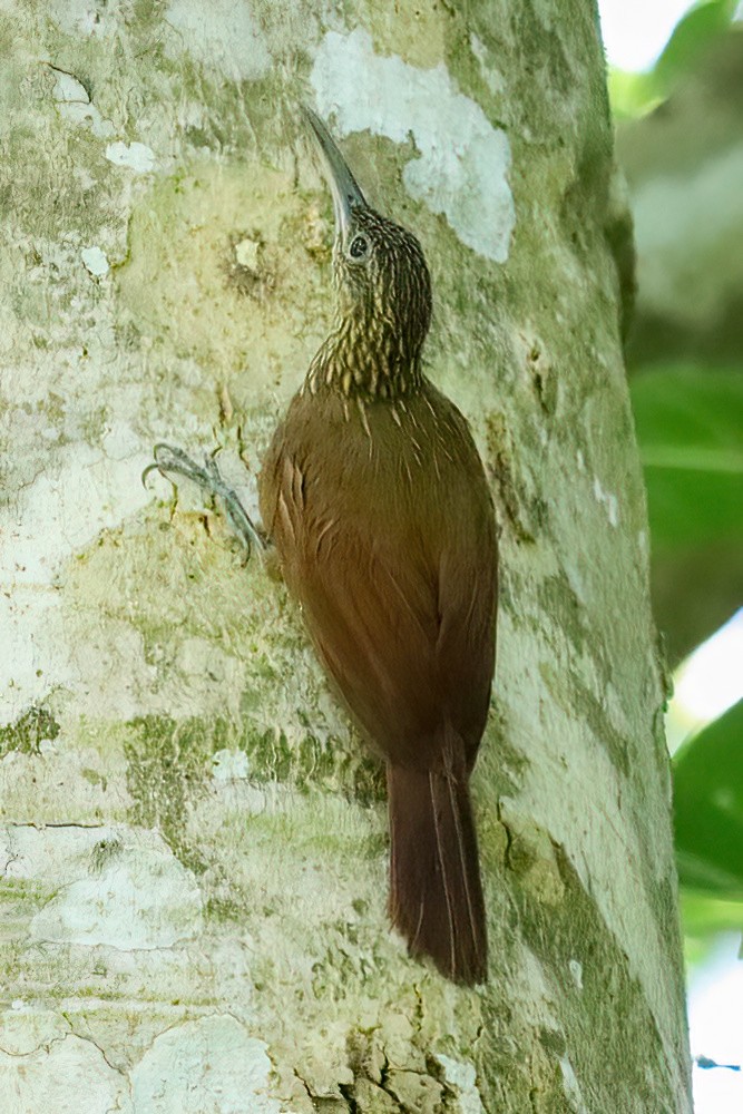 Cocoa Woodcreeper - ML620550332