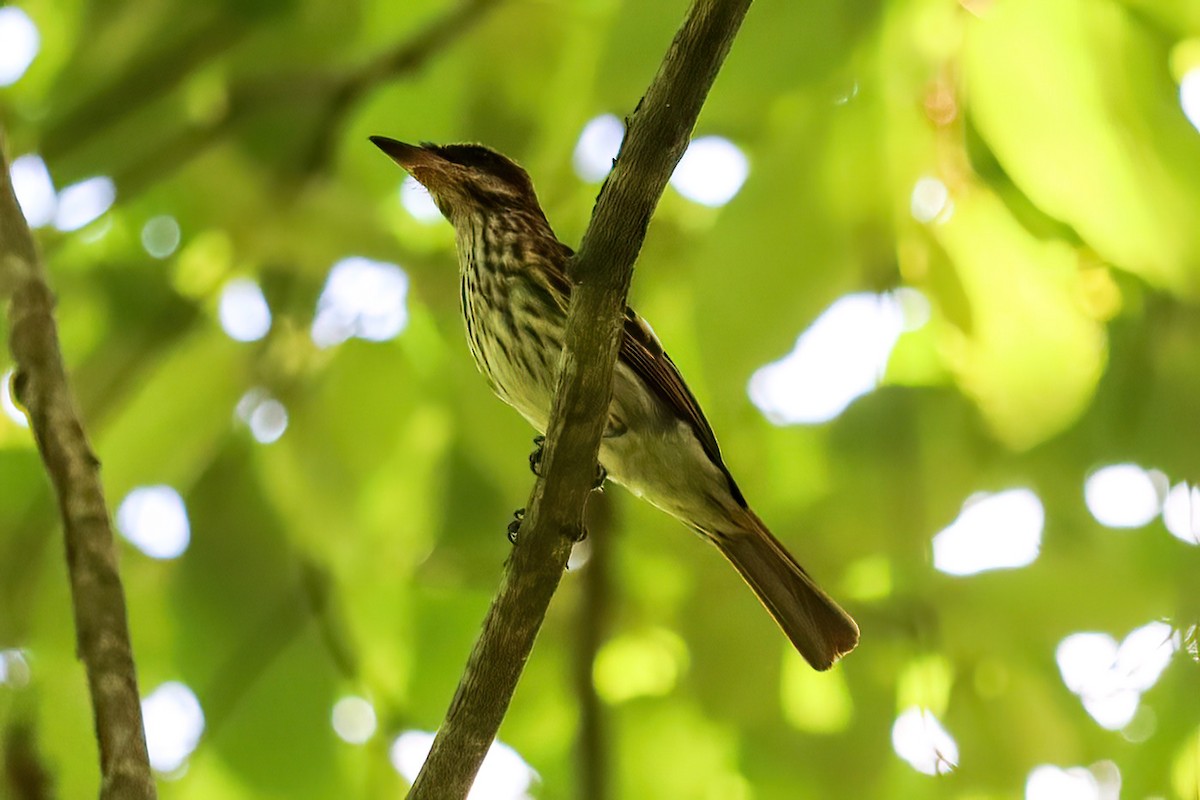 Streaked Flycatcher - ML620550336