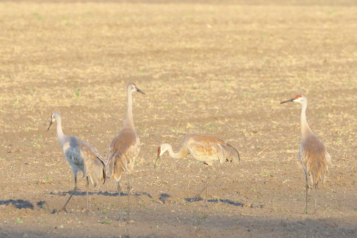 Sandhill Crane - ML620550339