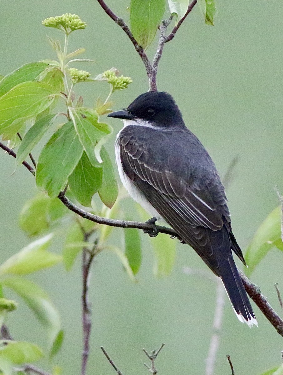 Eastern Kingbird - ML620550342