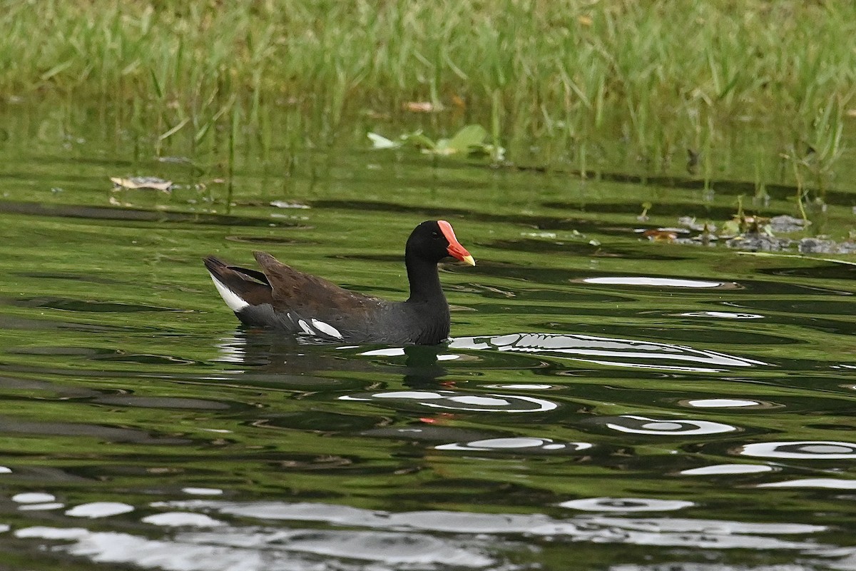 Gallinule d'Amérique - ML620550357