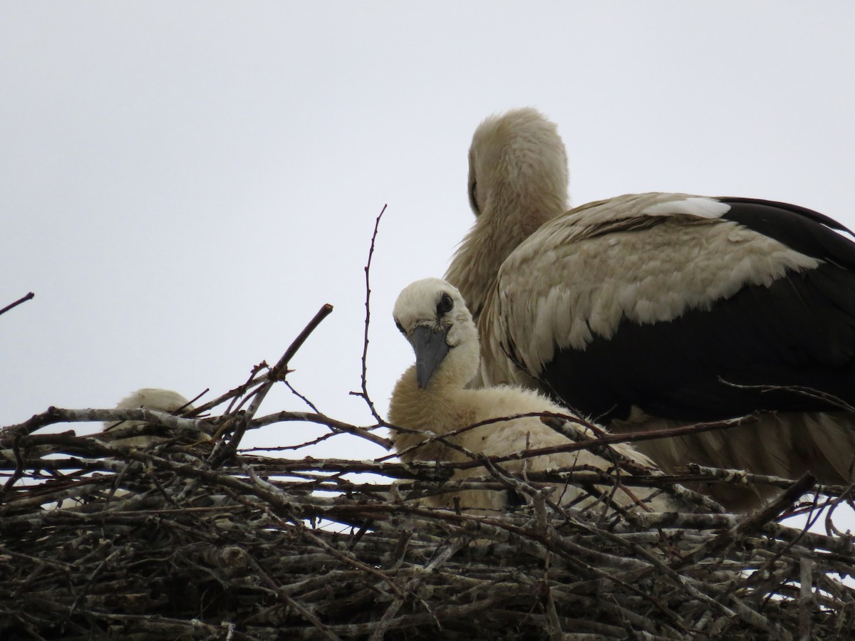 White Stork - ML620550360