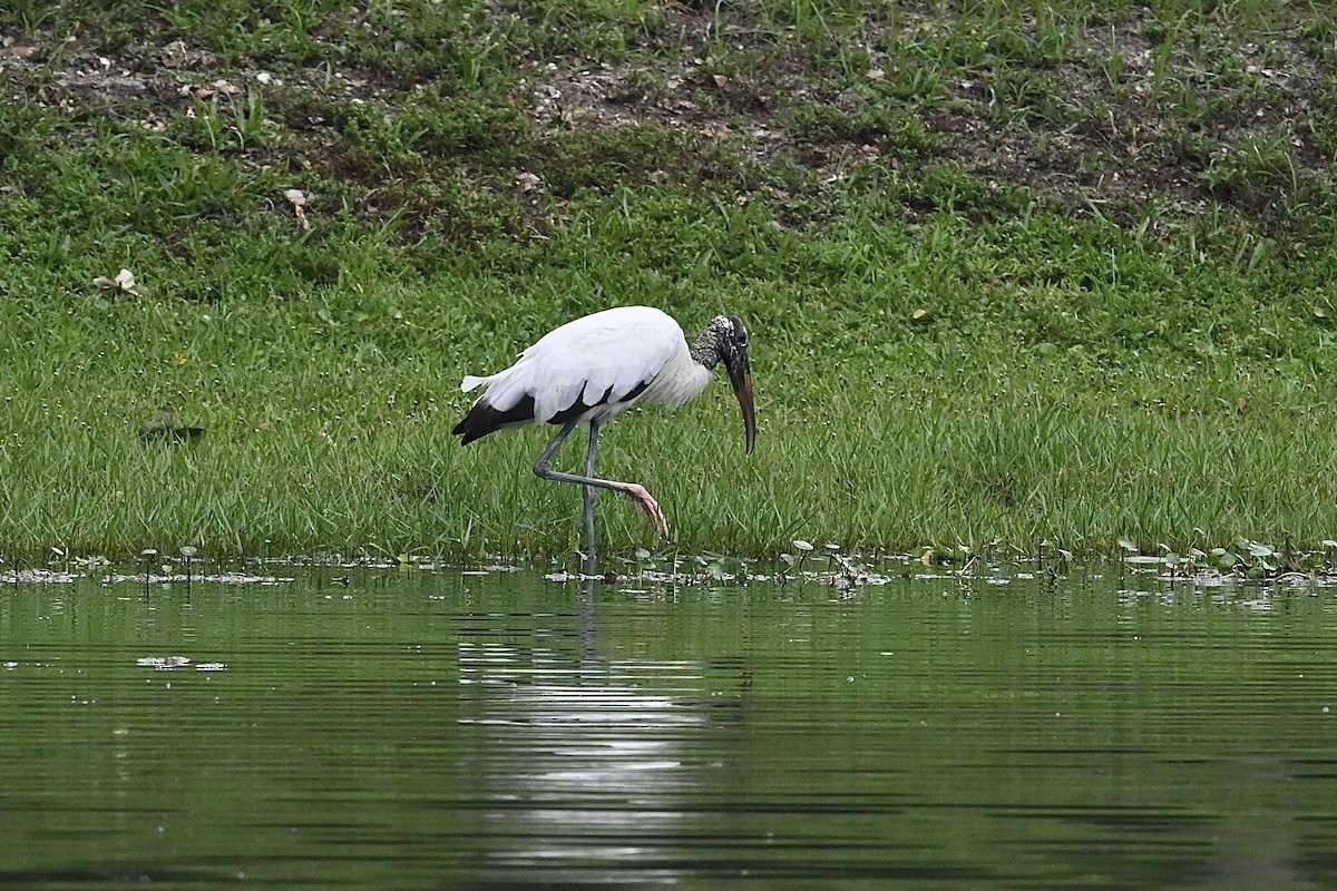 Wood Stork - Dong Qiu