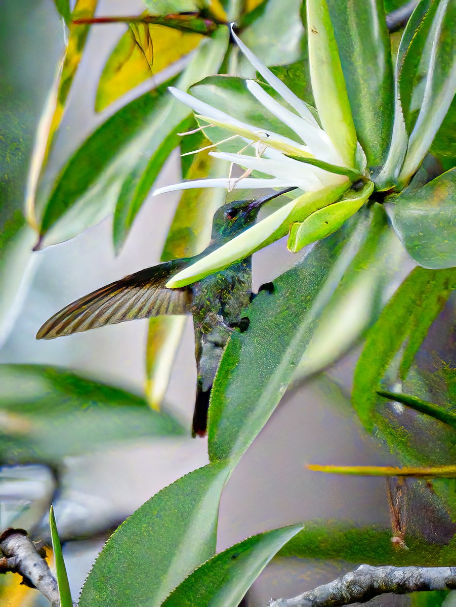 Mangrov Kolibri - ML620550365