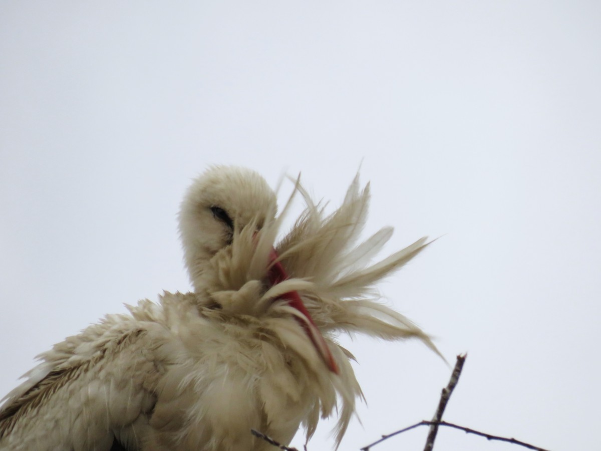 White Stork - ML620550366