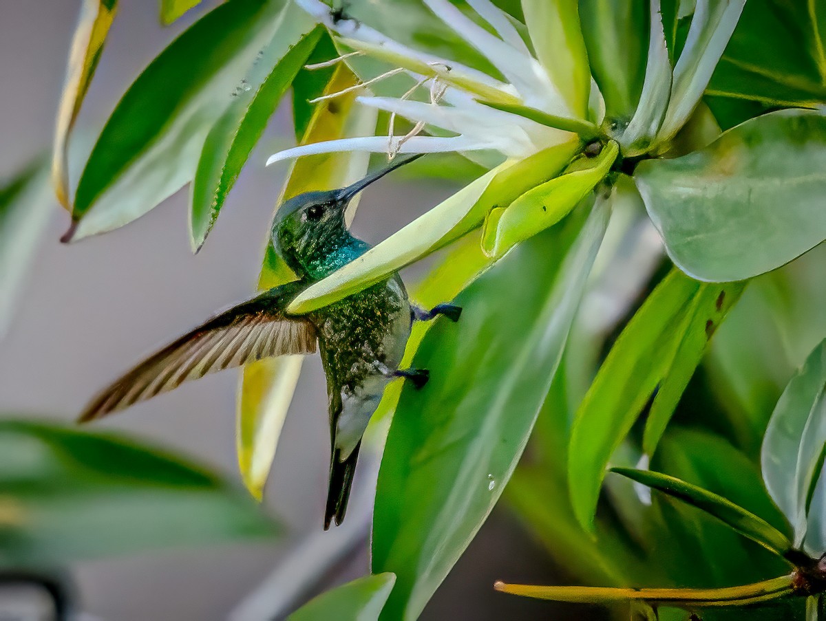 Mangrove Hummingbird - ML620550368