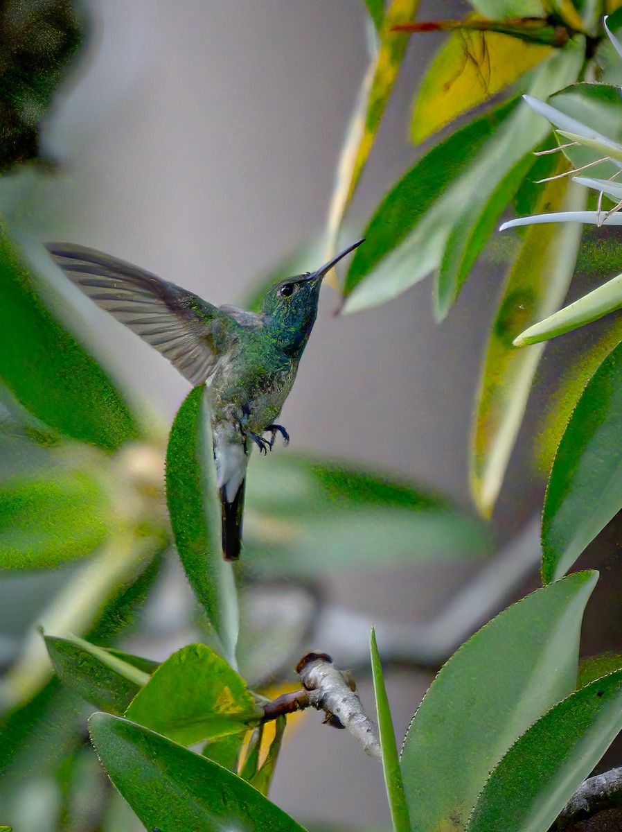 kolibřík mangrovový - ML620550373