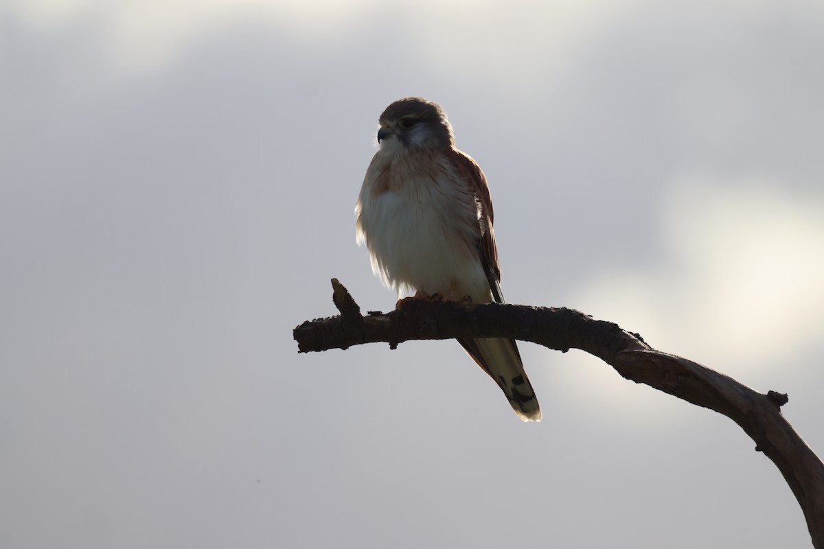 Nankeen Kestrel - ML620550378