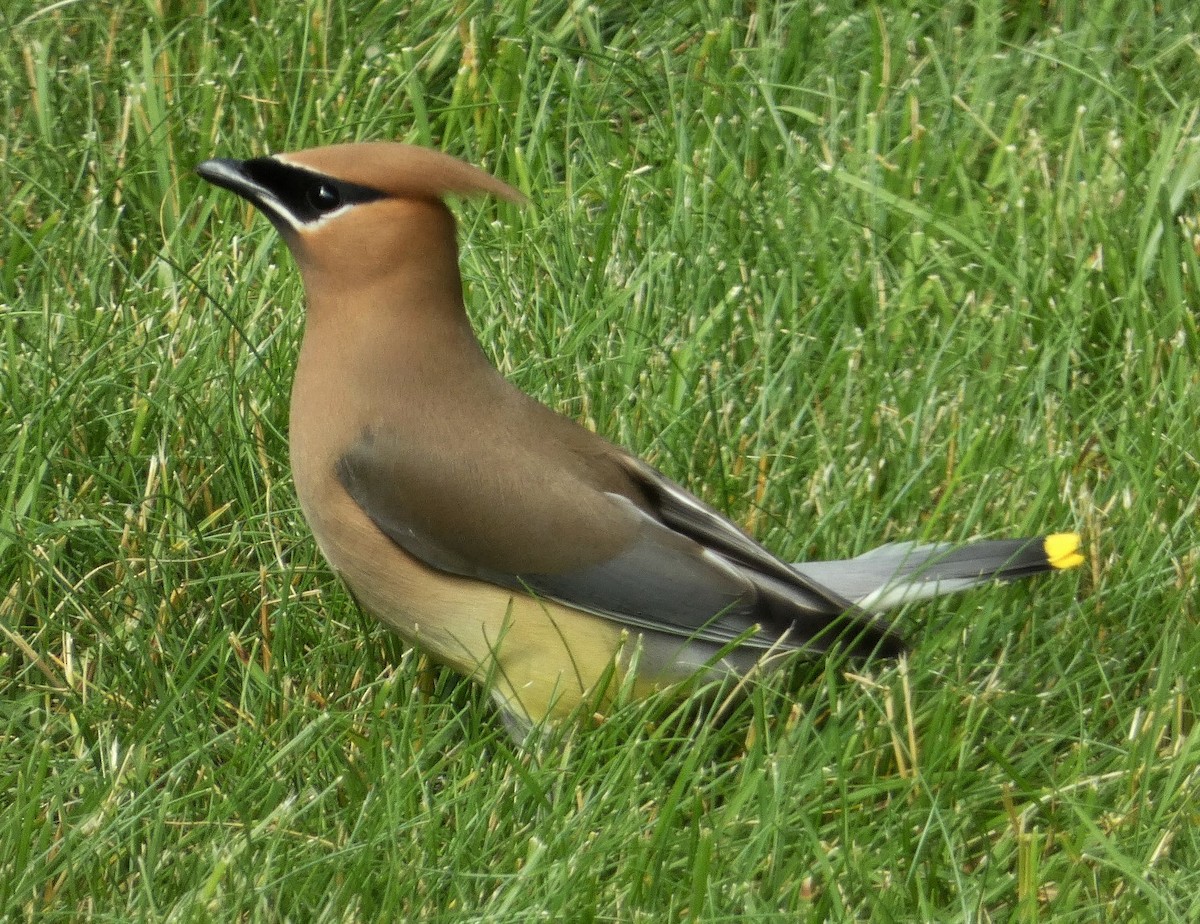 Cedar Waxwing - ML620550385