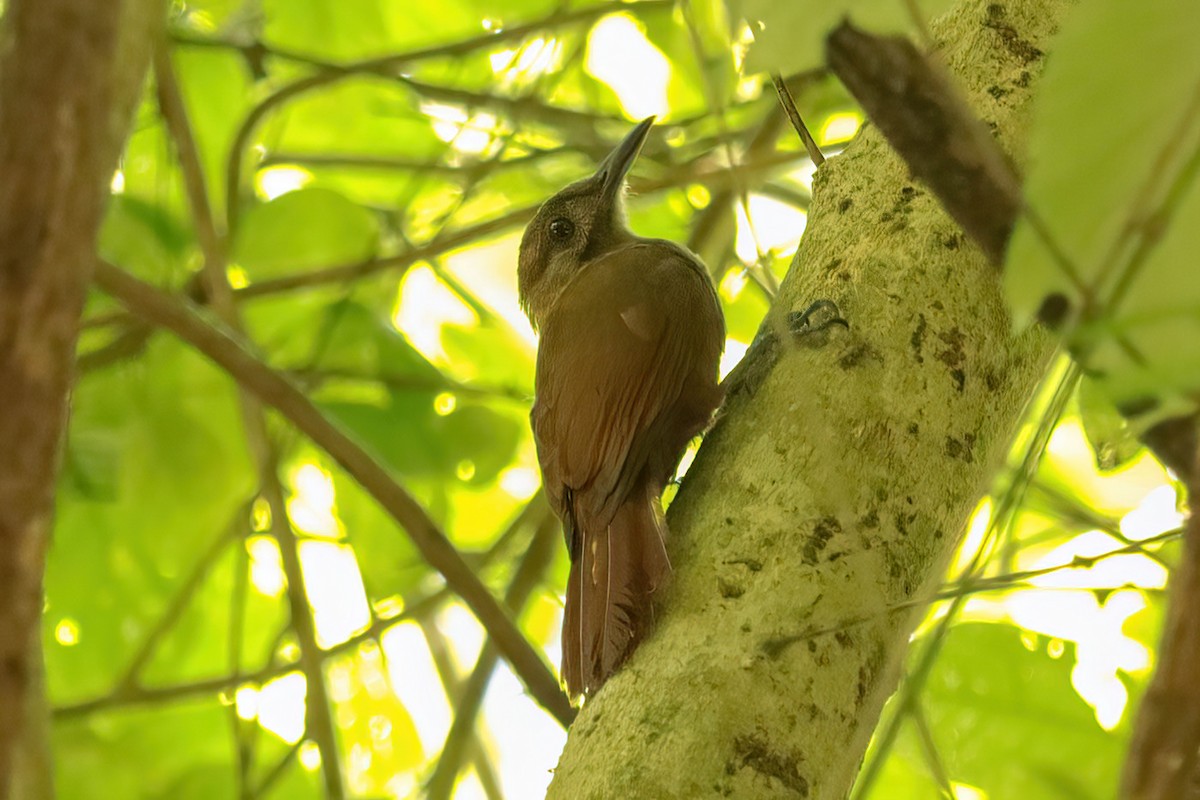 Plain-brown Woodcreeper - ML620550386