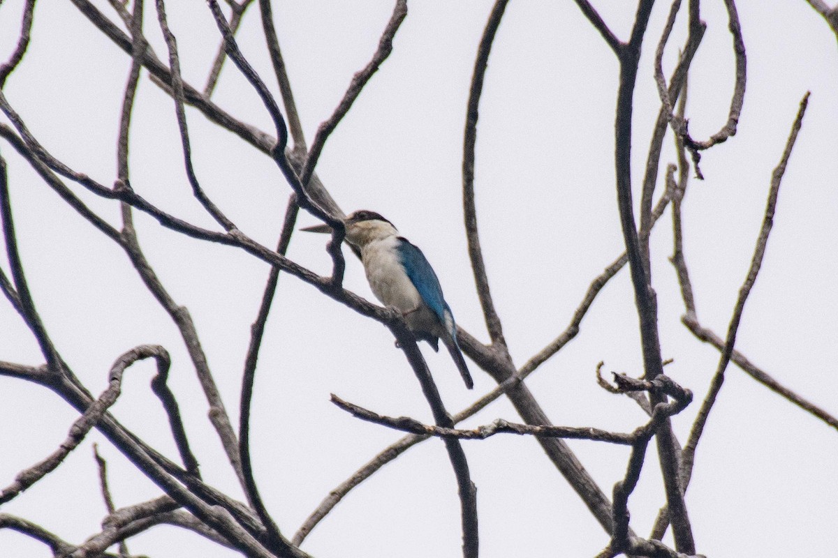 Palau Kingfisher - ML620550394