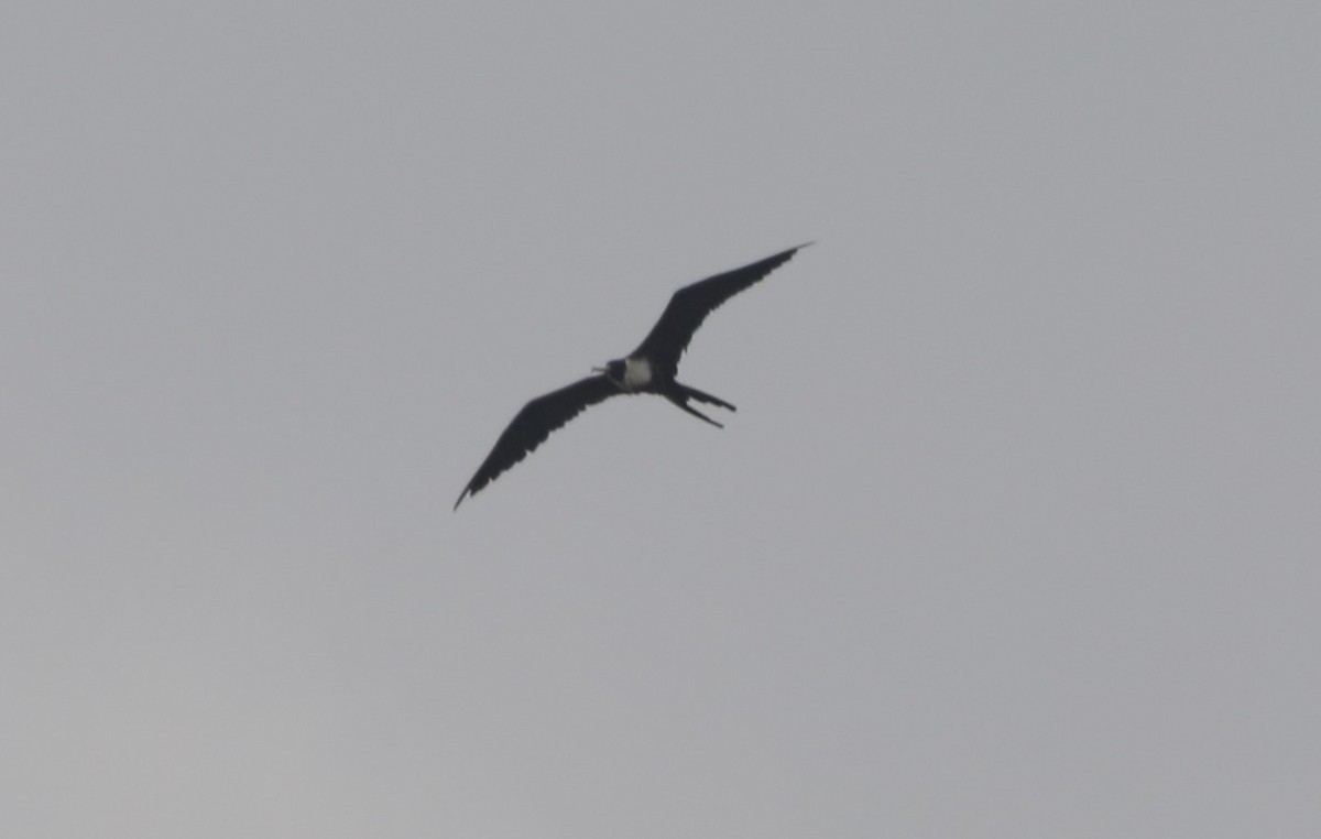 Magnificent Frigatebird - ML620550398