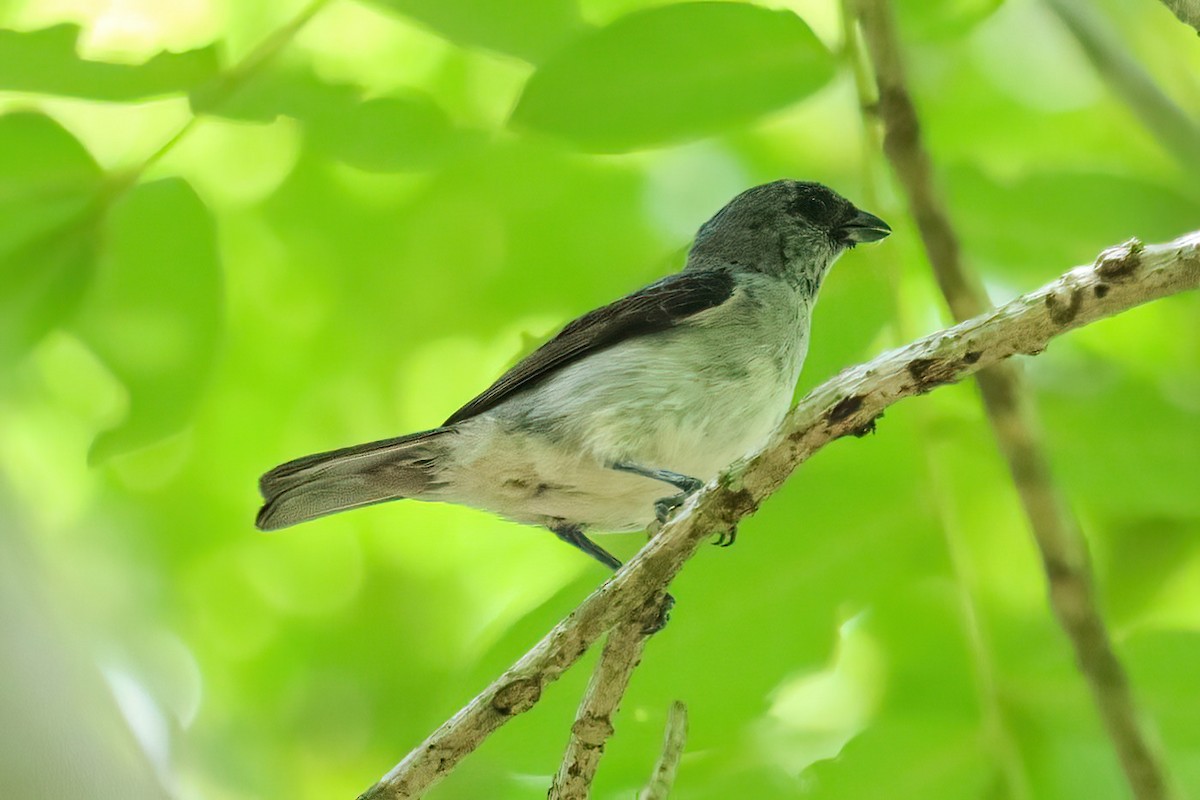 Plain-colored Tanager - ML620550404