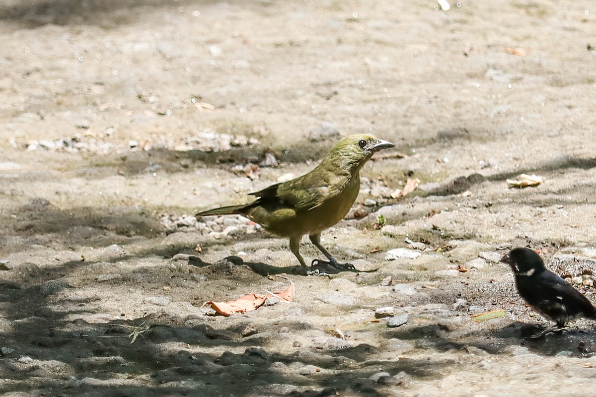 Palm Tanager - ML620550406